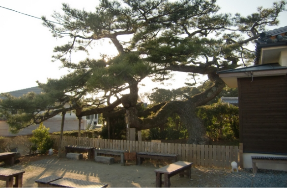 昇龍の松