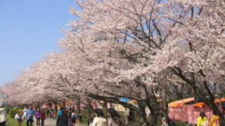 伊勢志摩鳥羽の桜情報 - 【公式】三重県鳥羽市相差 味の宿みち潮